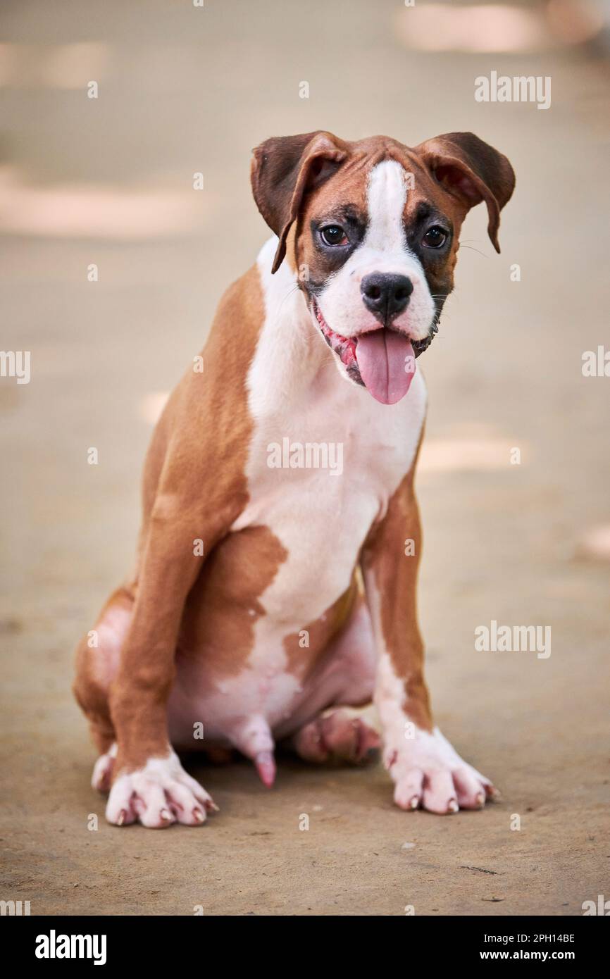 Boxer dog puppy full height portrait at outdoor park walking, footpath
