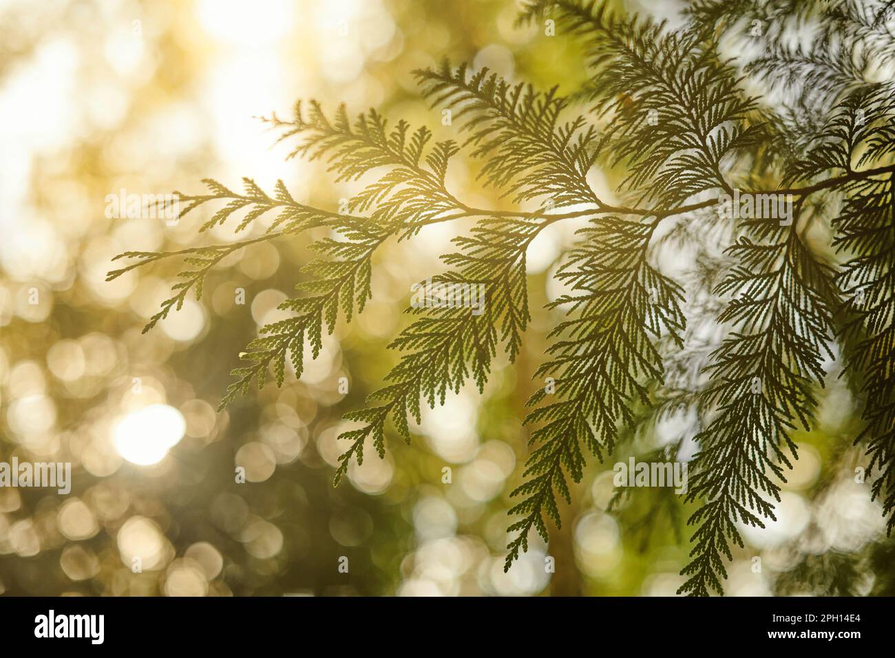 Western red cedar tree branch foliage close up with green bokeh forest background, beautiful evergreen coniferous tree in public park. Western redceda Stock Photo