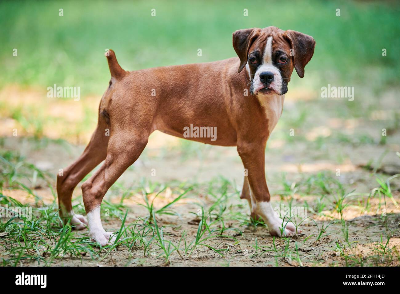 Boxer dog puppy full height side view portrait at outdoor park ...