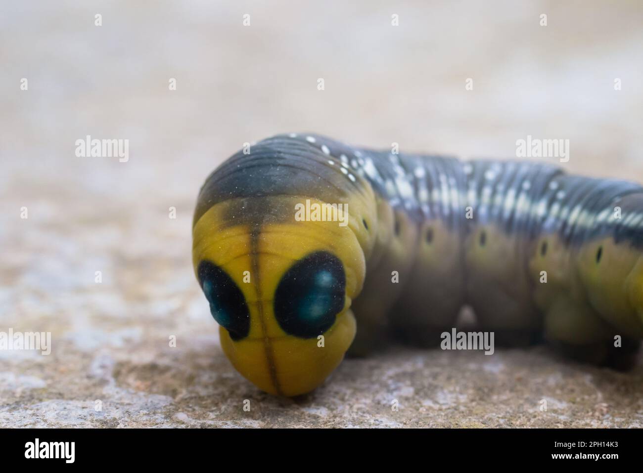 Oleander hawk moth caterpillar Daphnis nerii from European forests and woodlands. Stock Photo