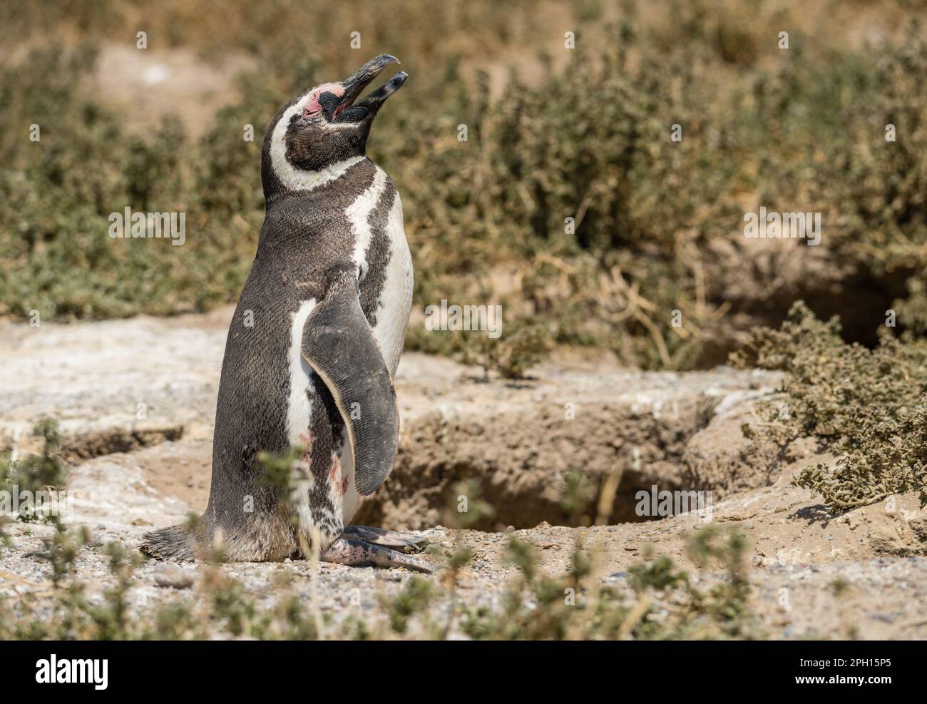 Magellanic penguin standing and making calling sound in Punta Tombo penguin sanctuary in Chubut province Stock Photo