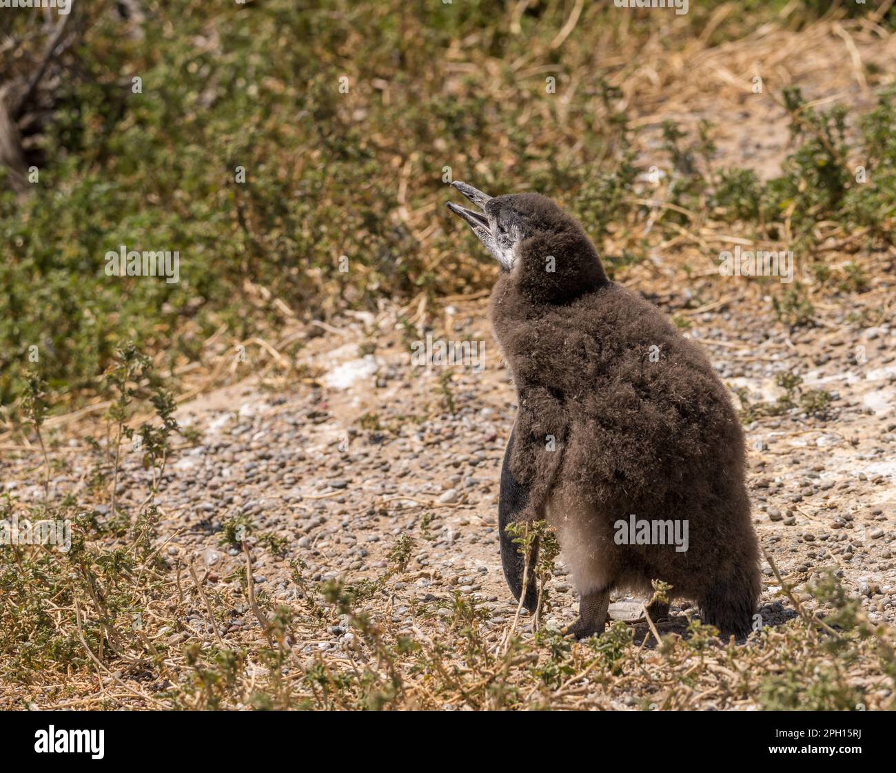 Single magellanic penguin chick fledging and losing its early feathers in Punta Tombo Stock Photo