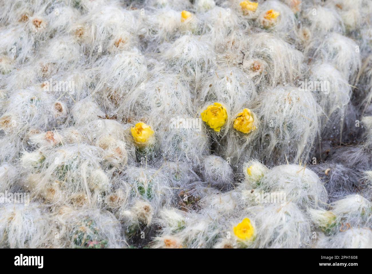 Snow covered vegetation with yellow flowers on the mountain of 7 colors, Peru Stock Photo