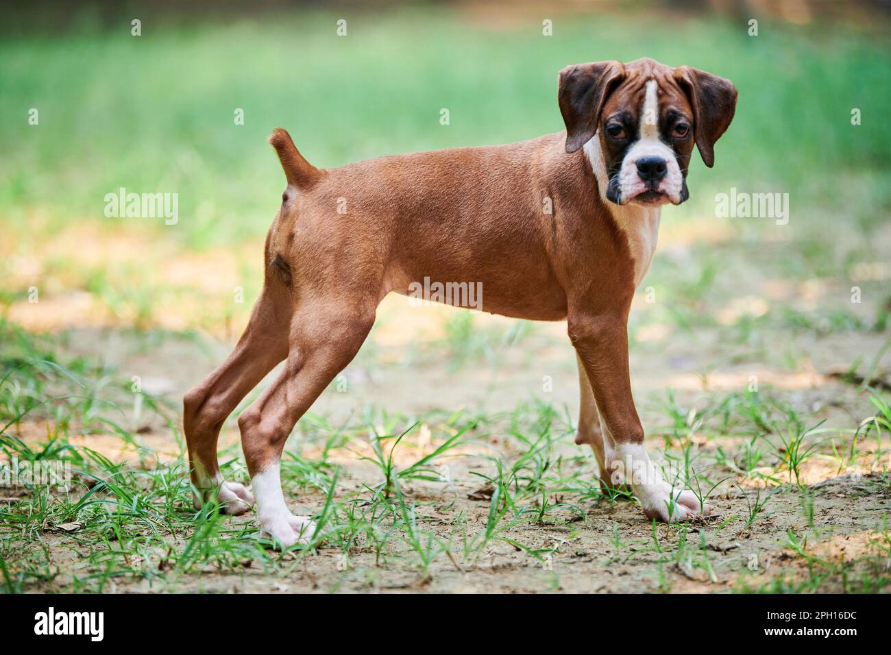 Boxer dog puppy full height side view portrait at outdoor park ...