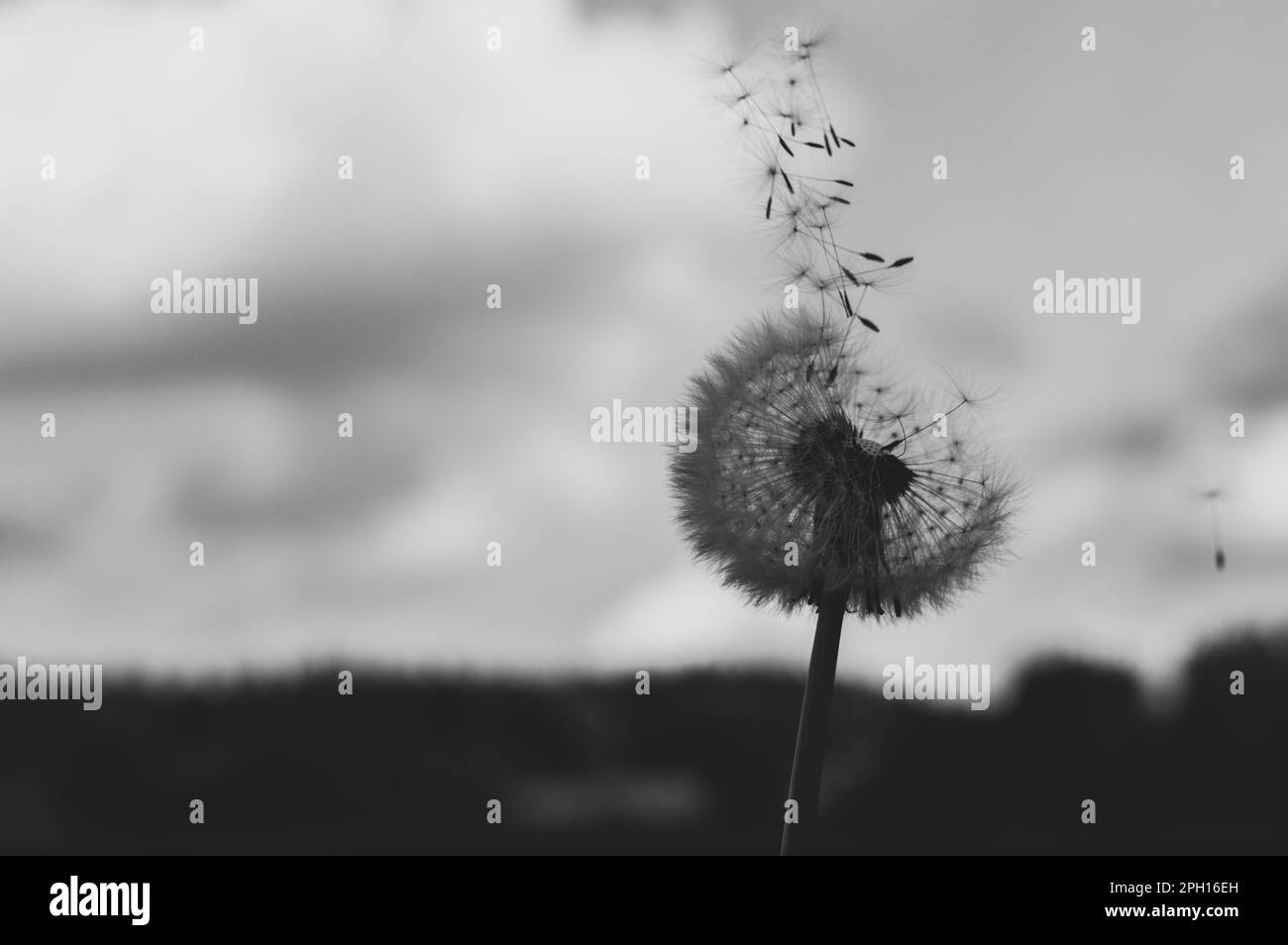 Delicate floating flower Black and White Stock Photos & Images - Alamy
