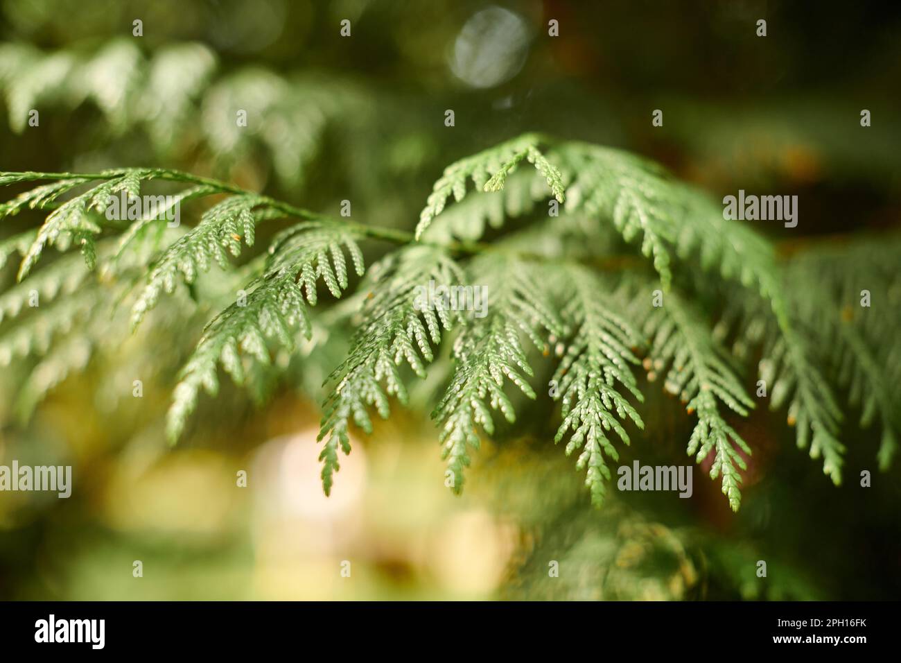 Western red cedar tree branch foliage close up with green bokeh forest background, beautiful evergreen coniferous tree in public park. Western redceda Stock Photo