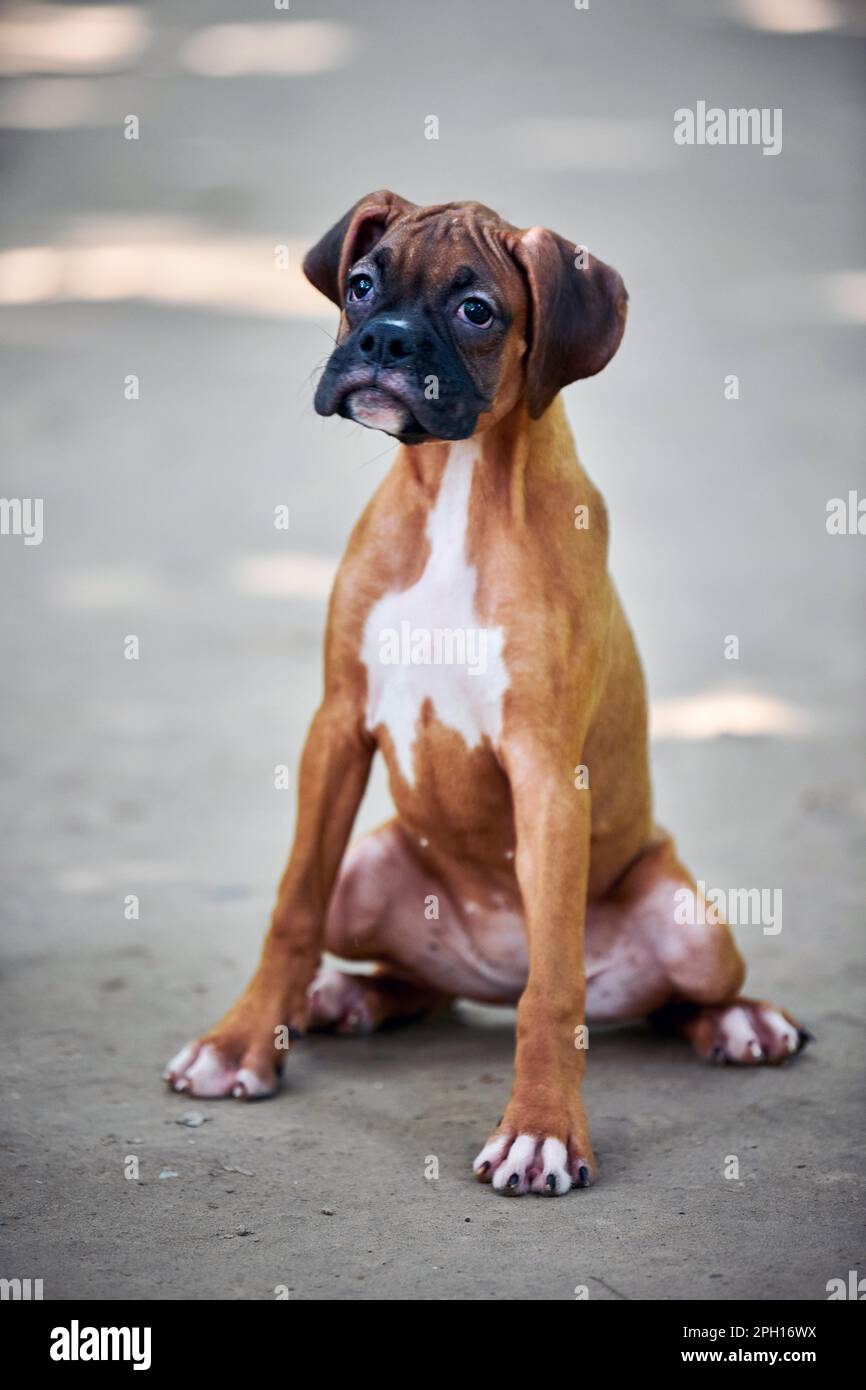 Boxer dog puppy full height portrait at outdoor park walking ...