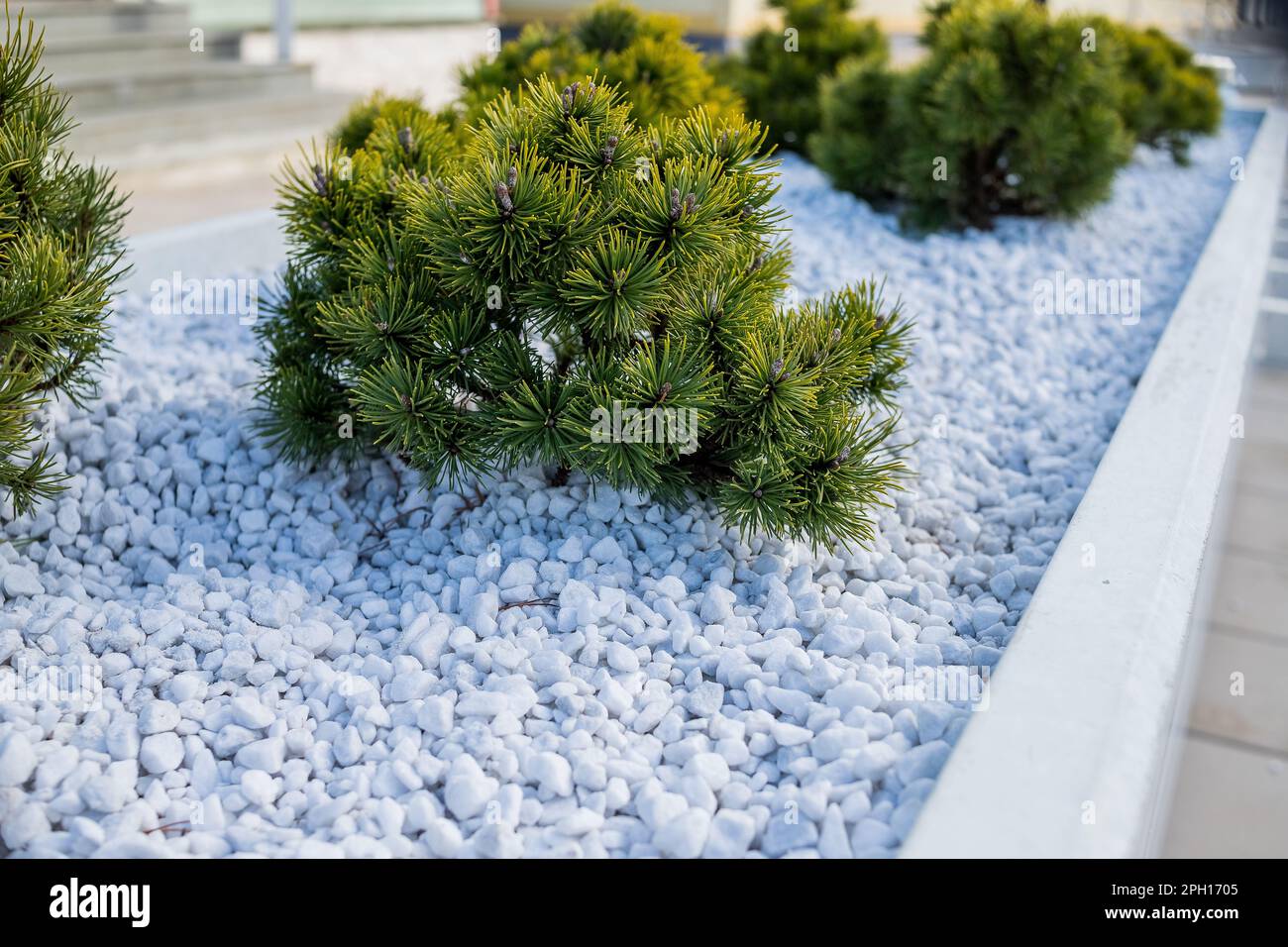 Coniferous rockery in landscaping. Different types of pine and spruce with different color needles.Cultivar dwarf mountain pine in the rocky garden Stock Photo