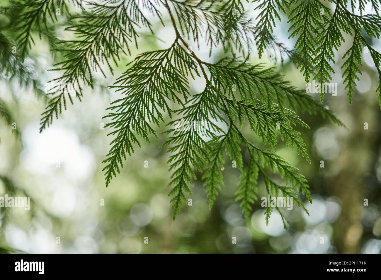 Western red cedar tree branch foliage close up with green bokeh forest background, beautiful evergreen coniferous tree in public park. Western redceda Stock Photo