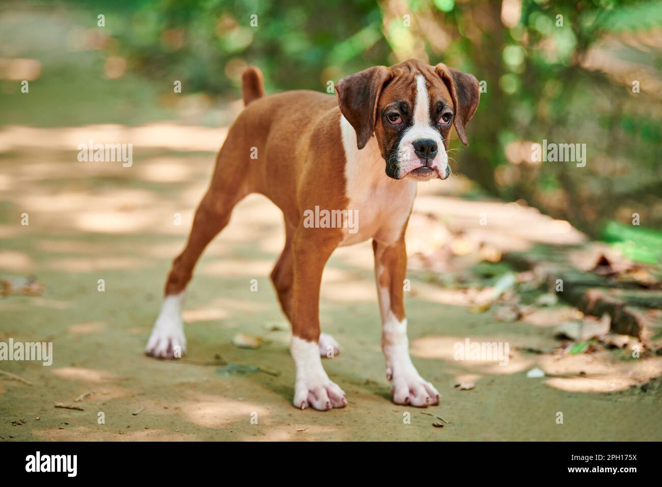 Adorable Boxer Puppies Adorable Boxer Puppies