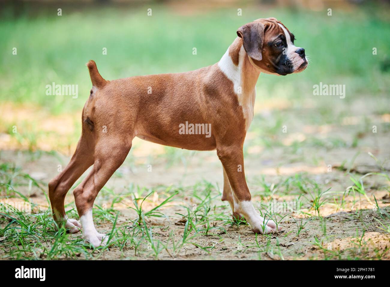 Boxer dog puppy full height side view portrait at outdoor park walking