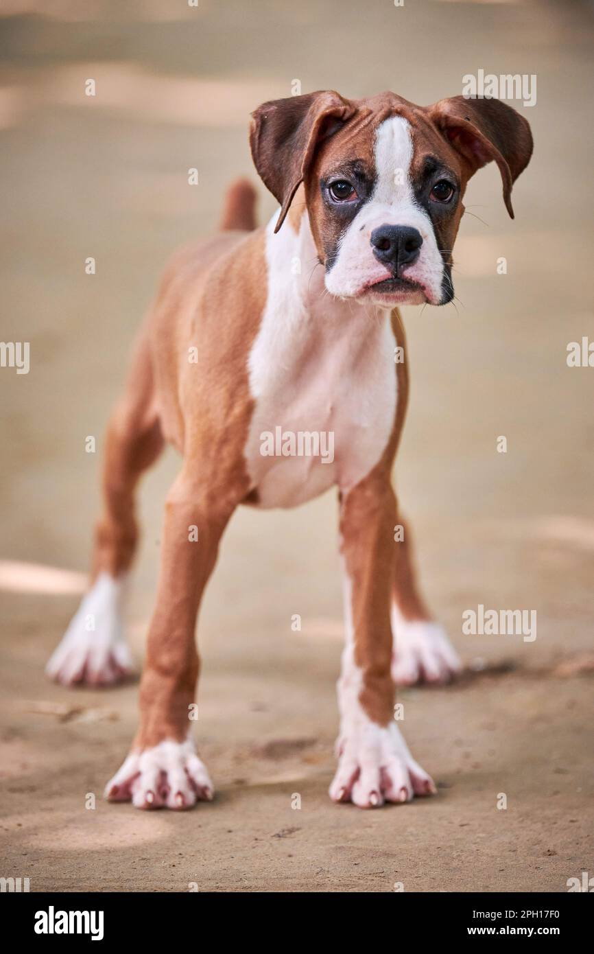 Boxer dog puppy full height portrait at outdoor park walking ...