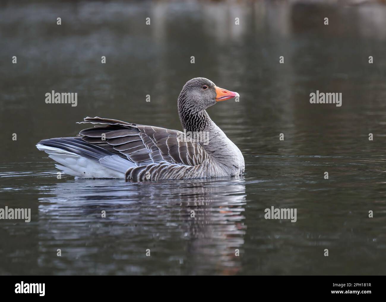 Goose greylag (Anser anser) on small rural pond, Dumfries, SW Scotland Stock Photo