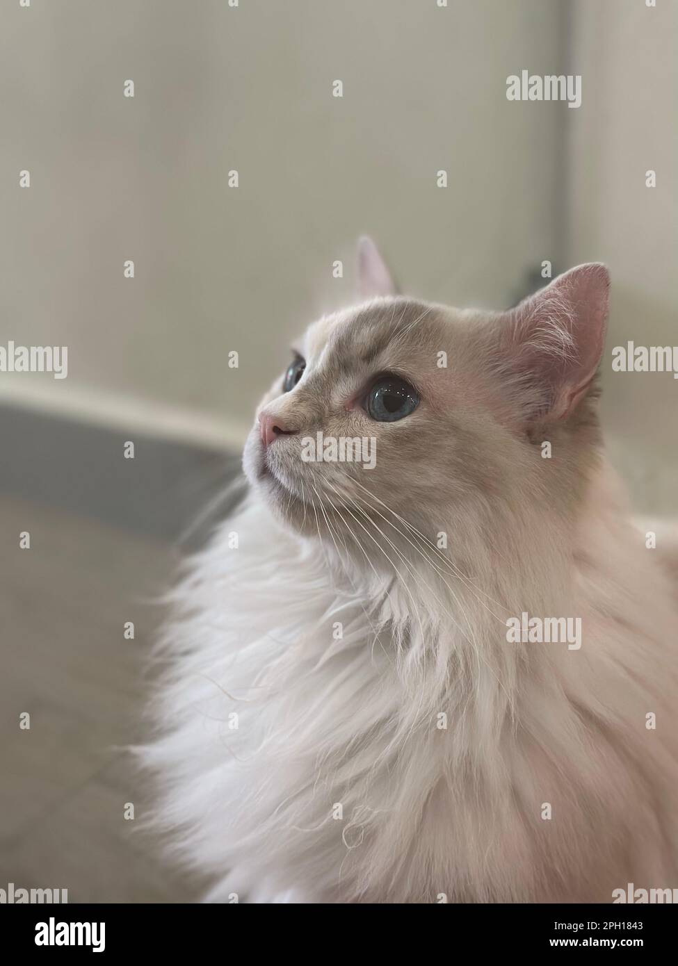 A white long-haired cat with beautiful blue eyes Stock Photo - Alamy