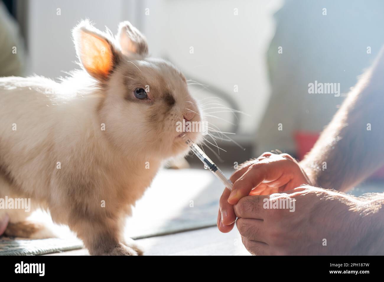 A man gives a rabbit medicine from a syringe. Bunny drinks from a