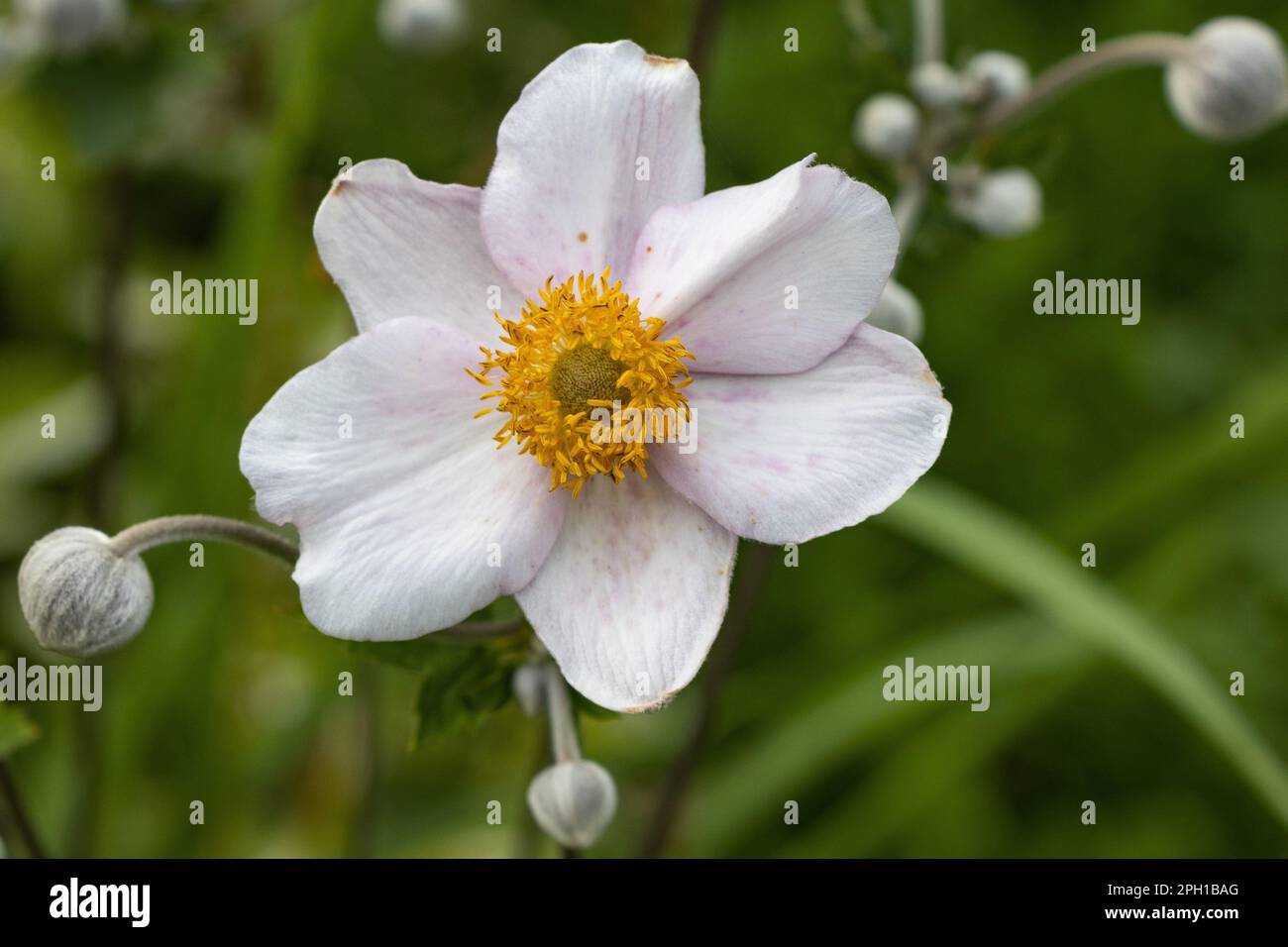 White flower with yellow center hi-res stock photography and images - Alamy