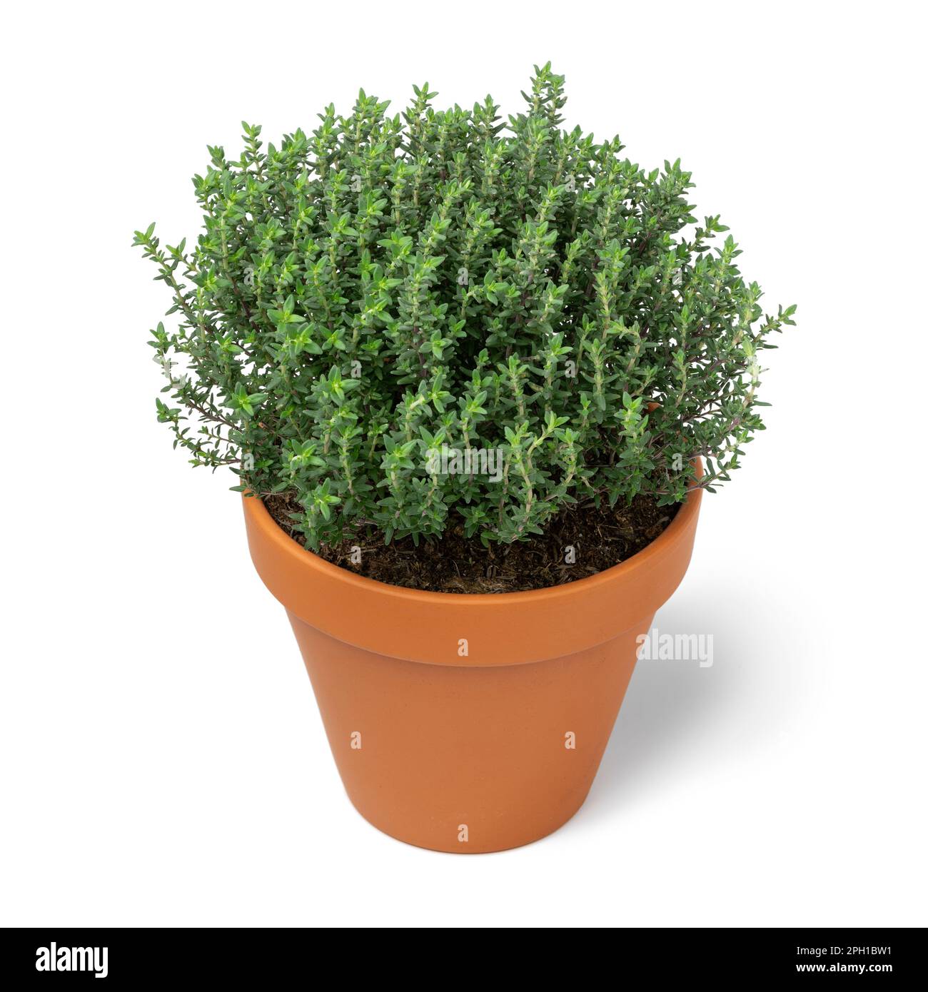 Plant pot with a fresh thyme plant isolated on white background Stock