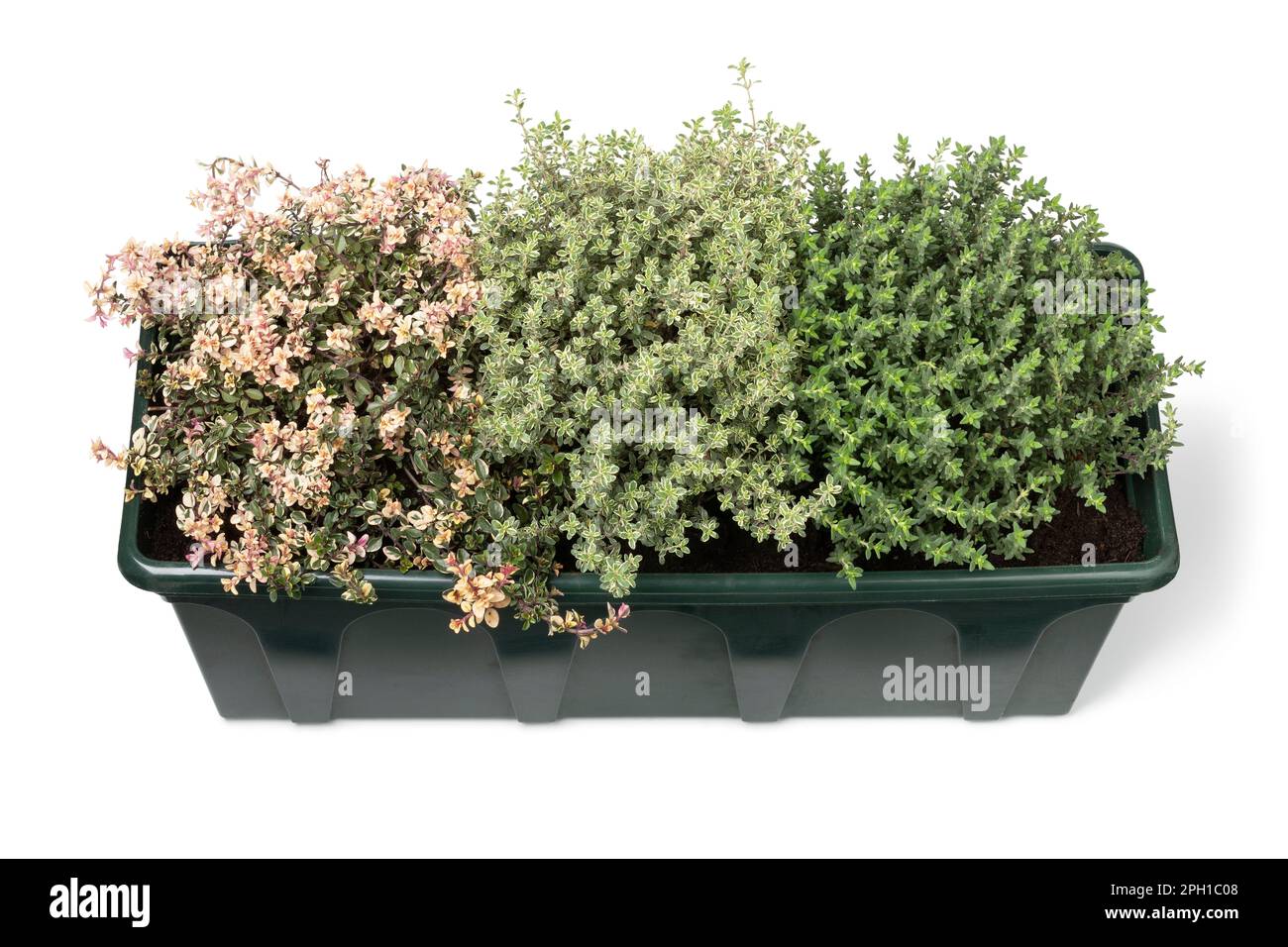 Plant pot with a variation of different fresh thyme plants isolated on white background Stock Photo