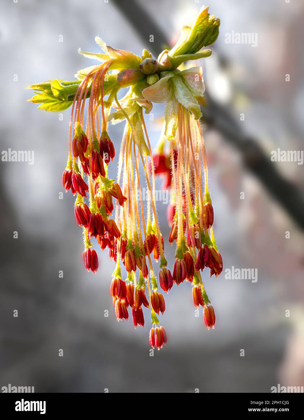 hanging male inflorescence of a ash-leaved maple tree at springtime in the riparian forest of Tulln at the river Danube, Austria Stock Photo