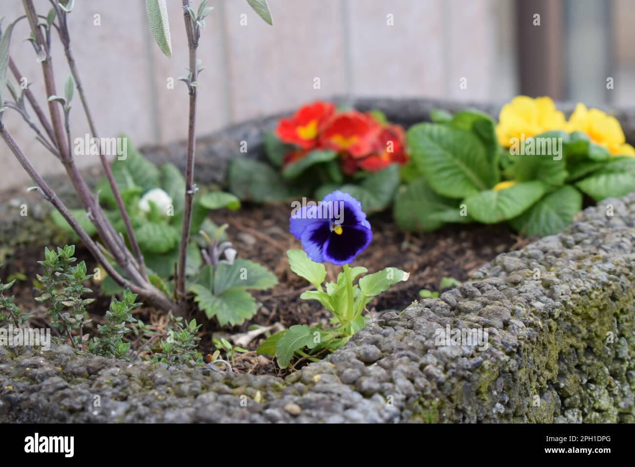 pansy and primroses Stock Photo