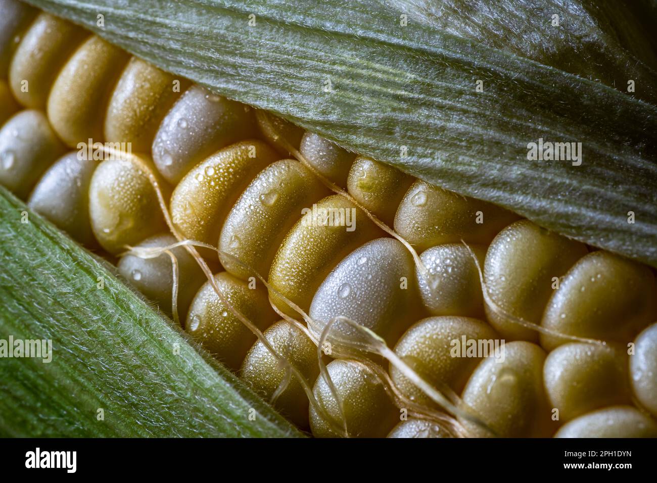 Sweet corn on the cobb. Macro shot Stock Photo