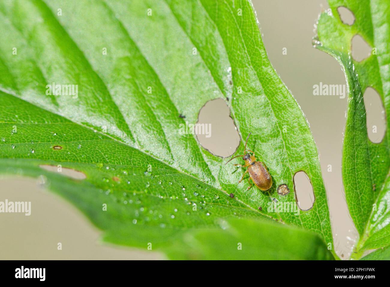 Strawberry leaf beetle (Galerucella tenella) Stock Photo