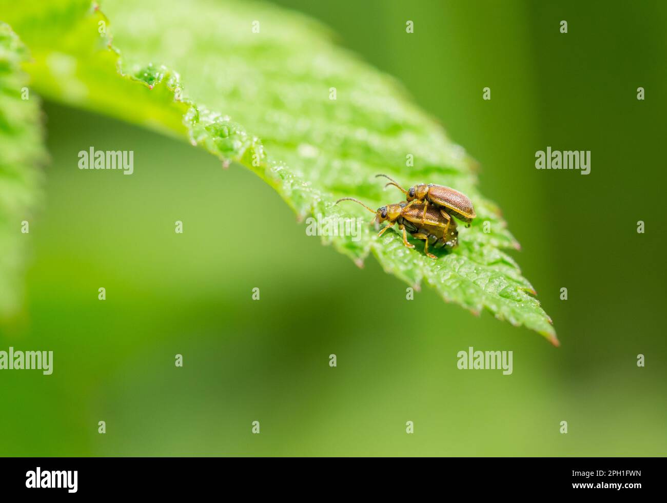 Strawberry leaf beetle (Galerucella tenella) Stock Photo