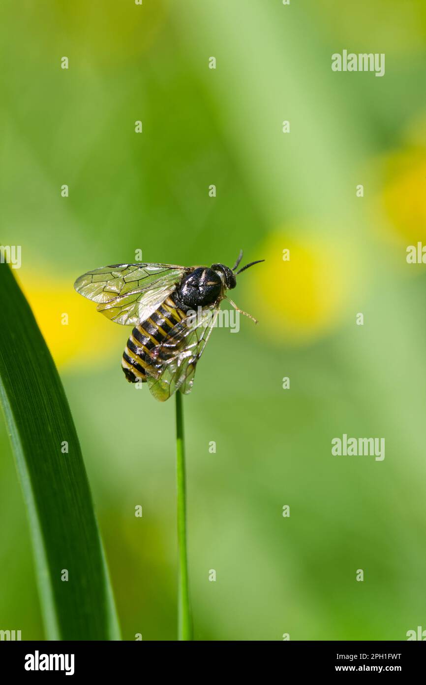 Conifer sawfly (Gilpinia) Stock Photo