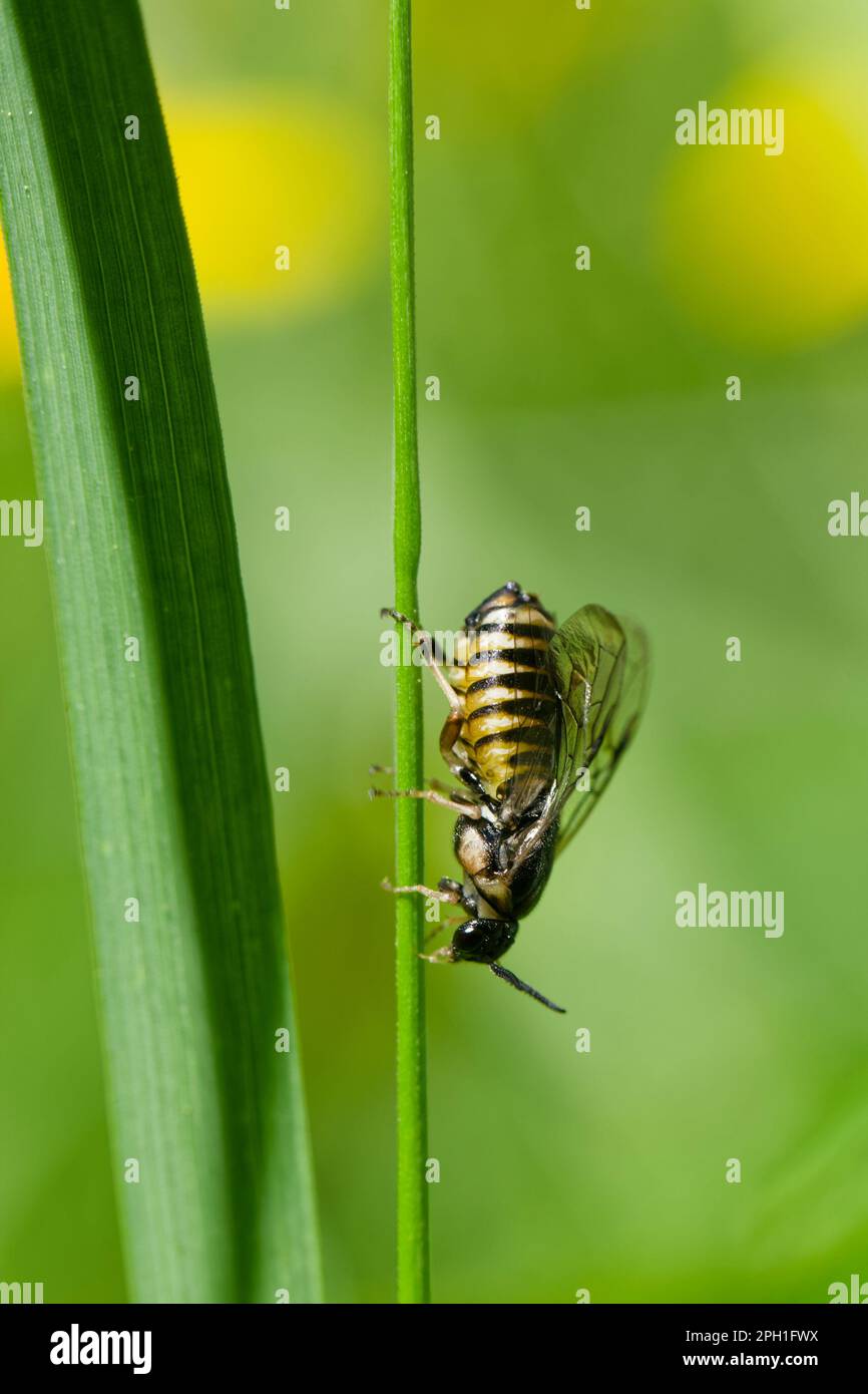 Conifer sawfly (Gilpinia) Stock Photo