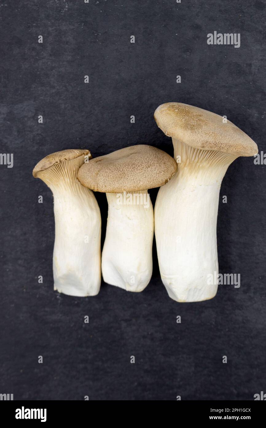 Pleurotus eryngii mushrooms on black background. Raw whole edible mushrooms are prepared for