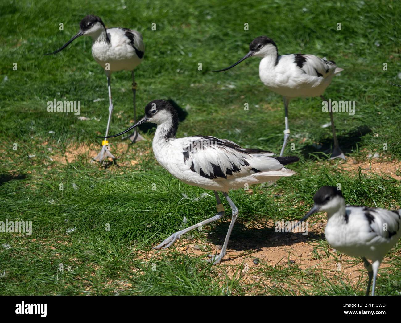 Long-billed Curlew shorebird of the family Scolopacidae Stock Photo - Alamy