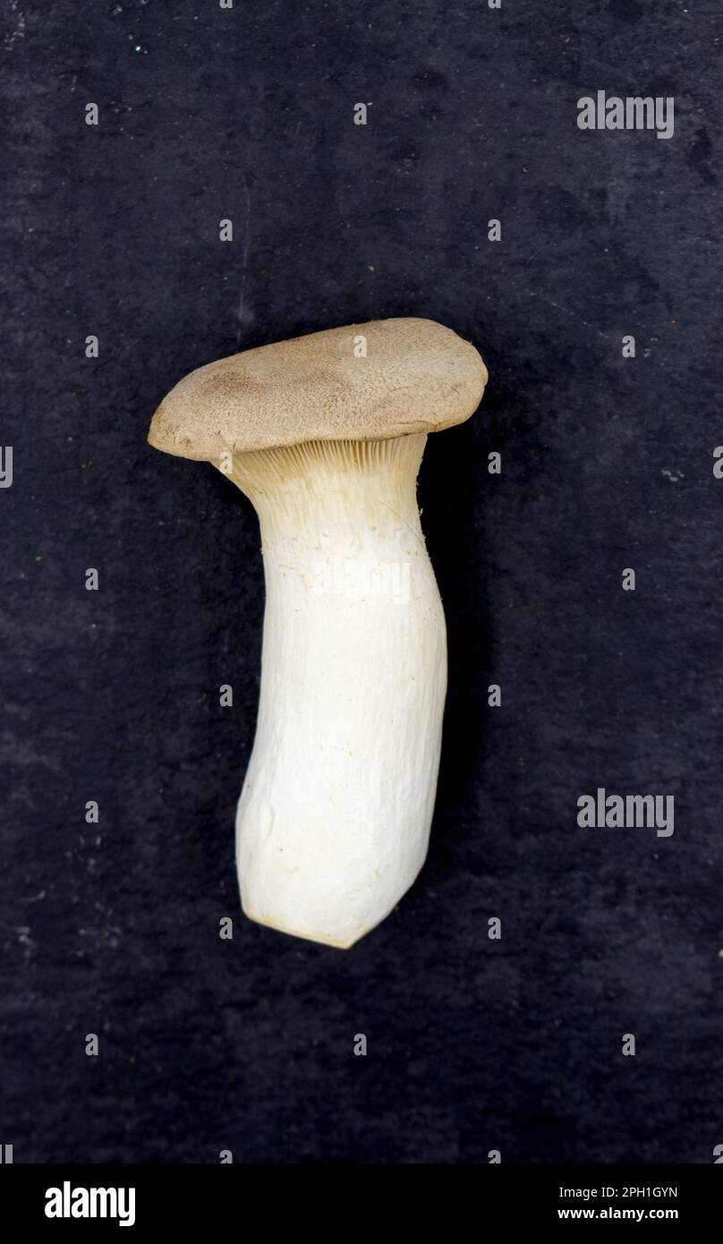Pleurotus eryngii mushroom on black background. Raw whole edible mushrooms are prepared for