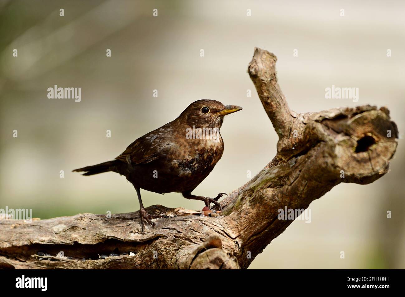 Blackbird Stock Photo