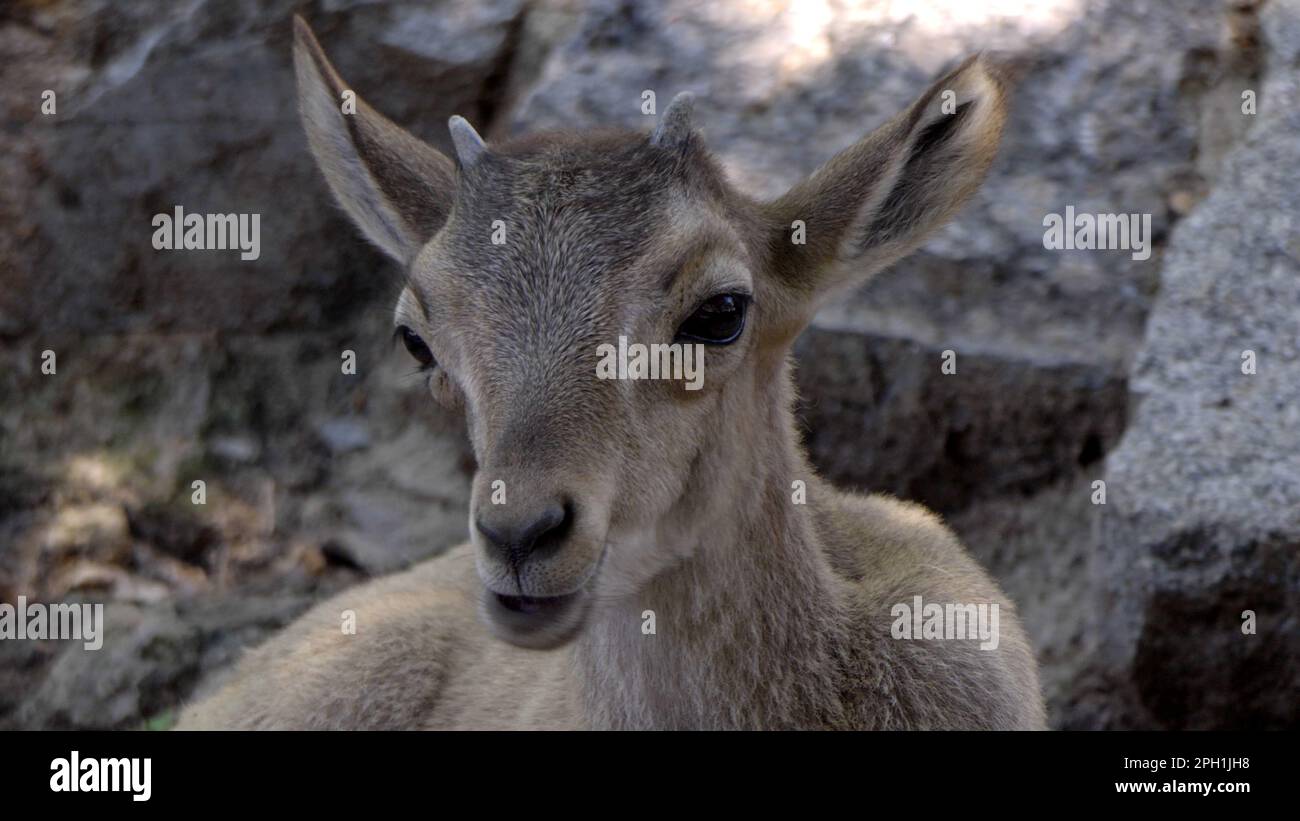 Beautiful mountain goat with helical long horns on the background of rocks. Stock Photo