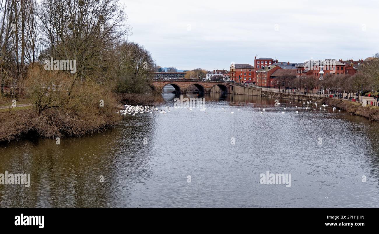 The Swan Sanctuary on the river Severn at Worcester, England, United Kingdom - 28th of January 2023 Stock Photo
