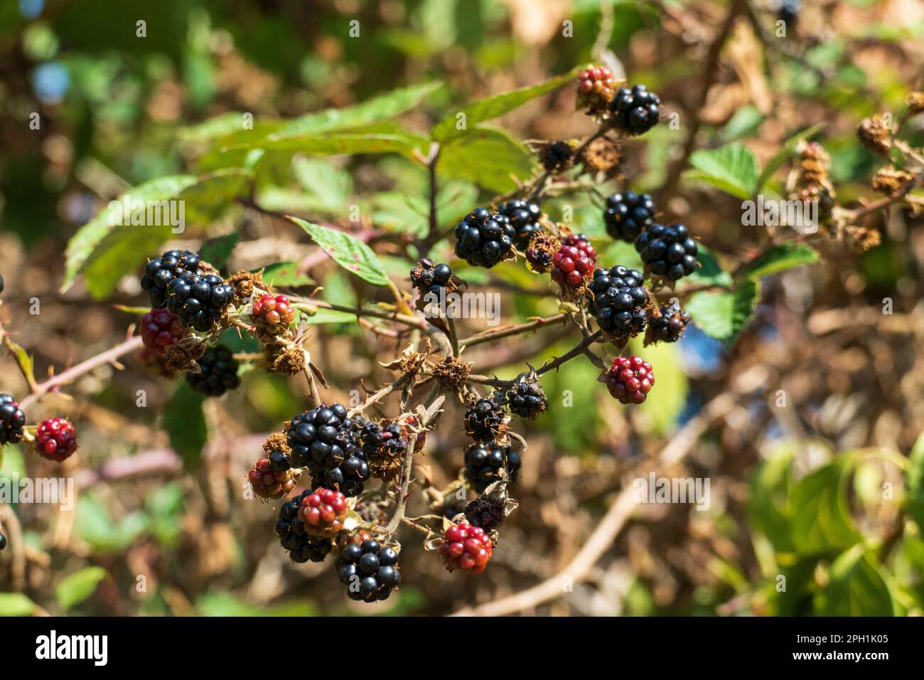 Brombeer Hecke mit roten und schwarzen Beeren Stock Photo Alamy