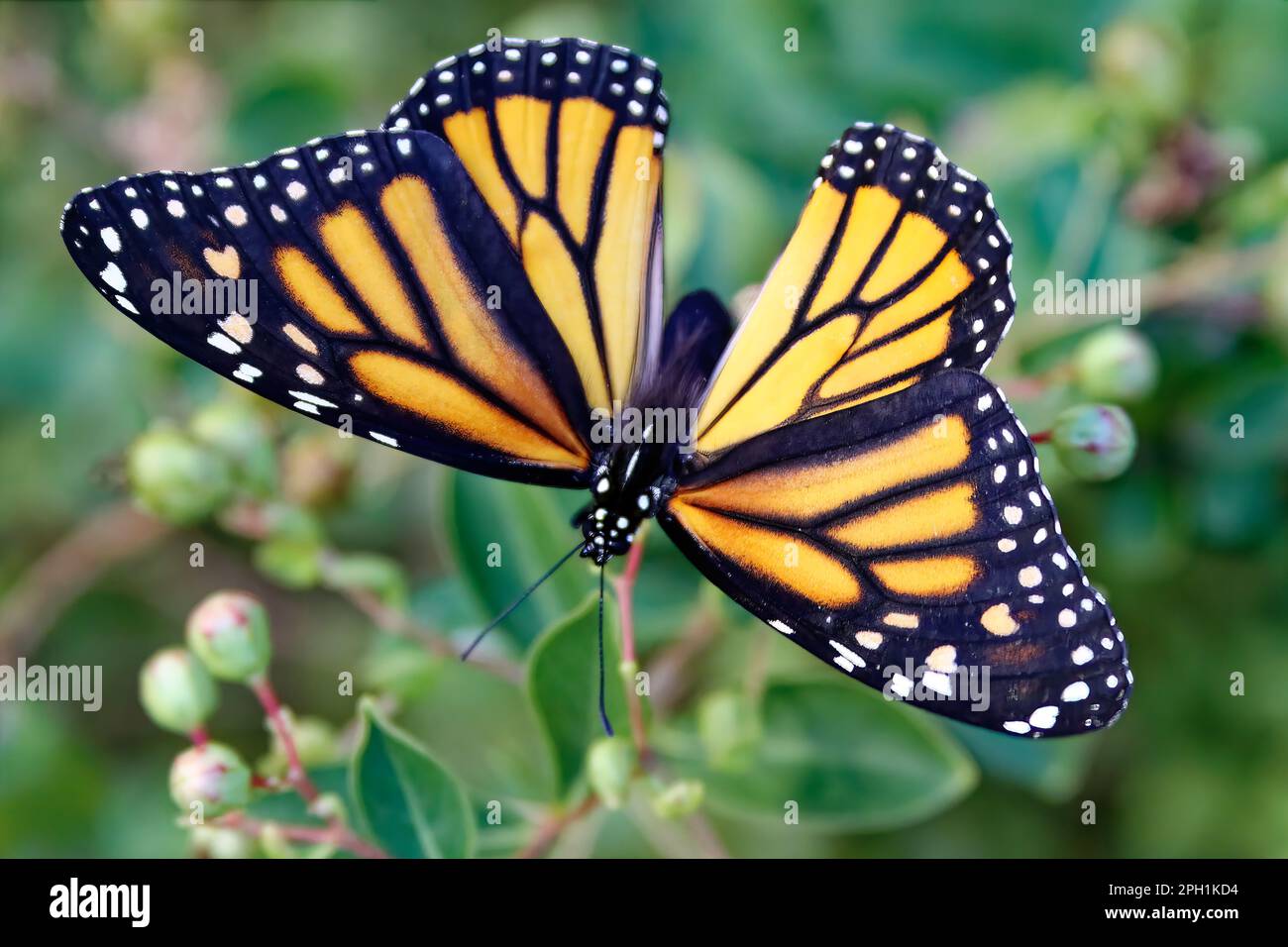 This photograph captures the delicate beauty of a post-emergent Monarch butterfly in late summer. Stock Photo