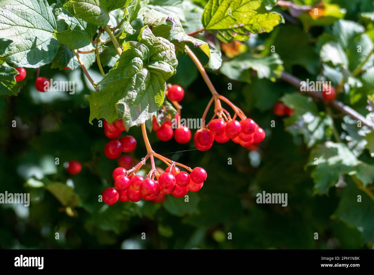 Schneeball Viburnum Pflanze mit roten Dolden Beeren im Sommer Stock ...
