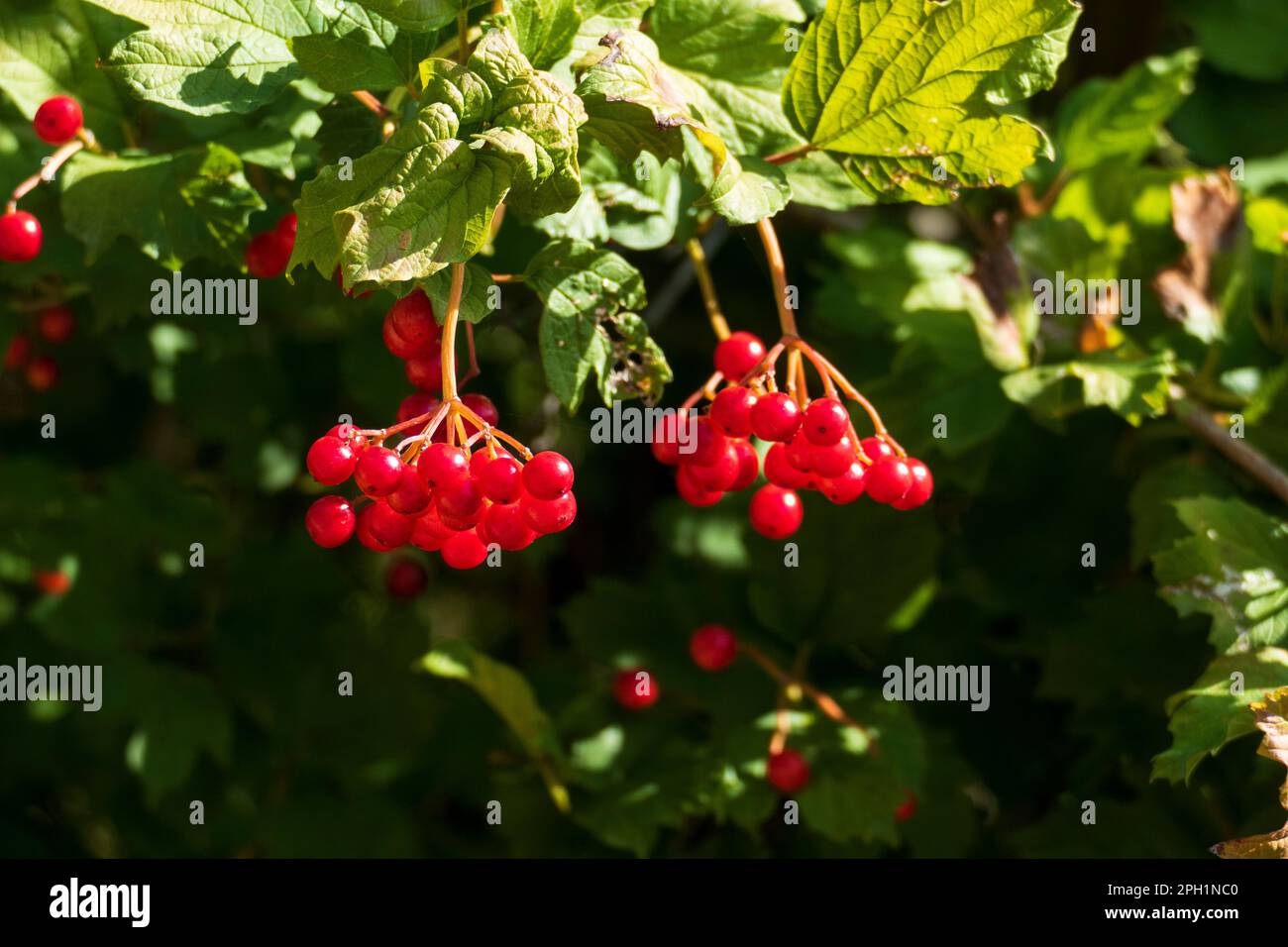 Schneeball Viburnum Pflanze mit roten Dolden Beeren im Sommer Stock