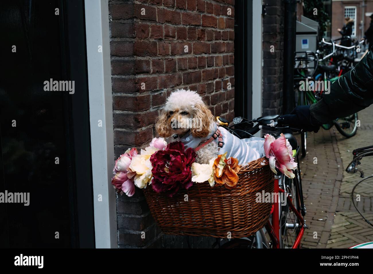 Lady walking dog through hi-res stock photography and images - Alamy