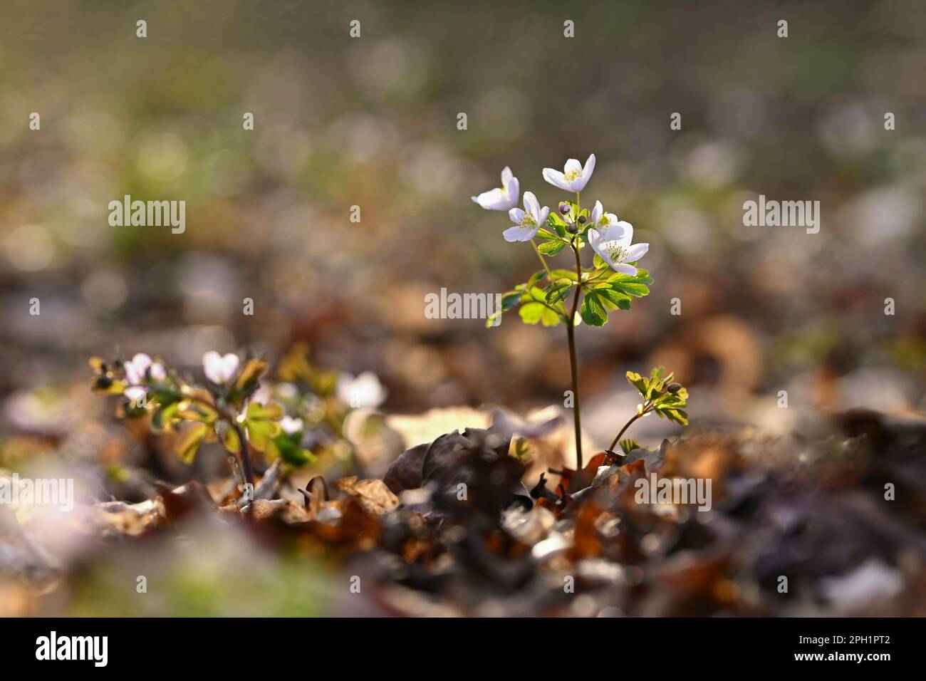 Spring background. Beautiful little white flowers in nature. Small plant in the forest (Isopyrum thalictroides) Stock Photo
