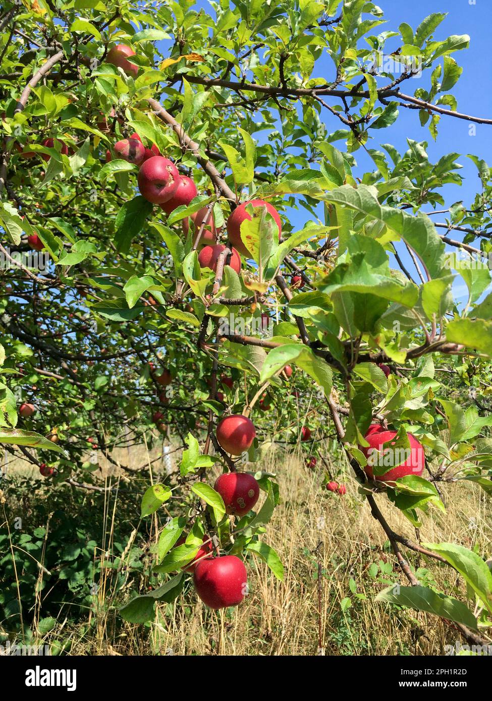 Äpfel mit Flecken durch Apfelschorf Befall, hängen am Baum Stock Photo