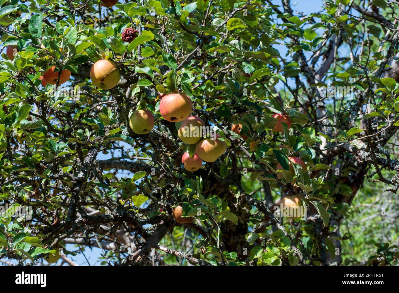 Äpfel mit Flecken durch Apfelschorf Befall, hängen am Baum Stock Photo
