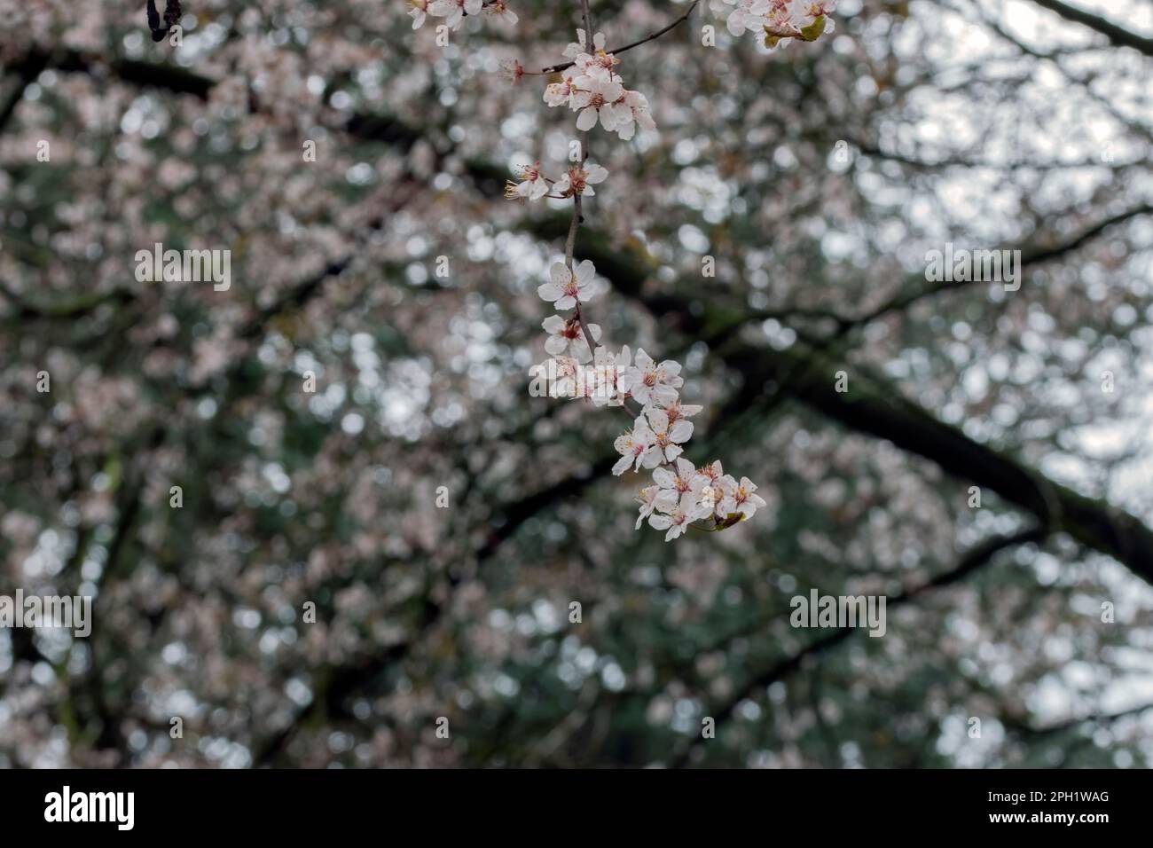 2023 close up cherry tree hi-res stock photography and images - Alamy