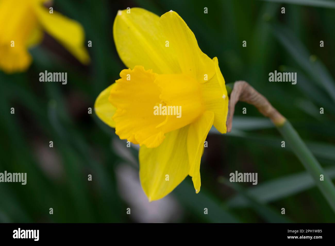 Close Up Yellow Narcissus Flower At Amsterdam The Netherlands 23-3-2023 Stock Photo
