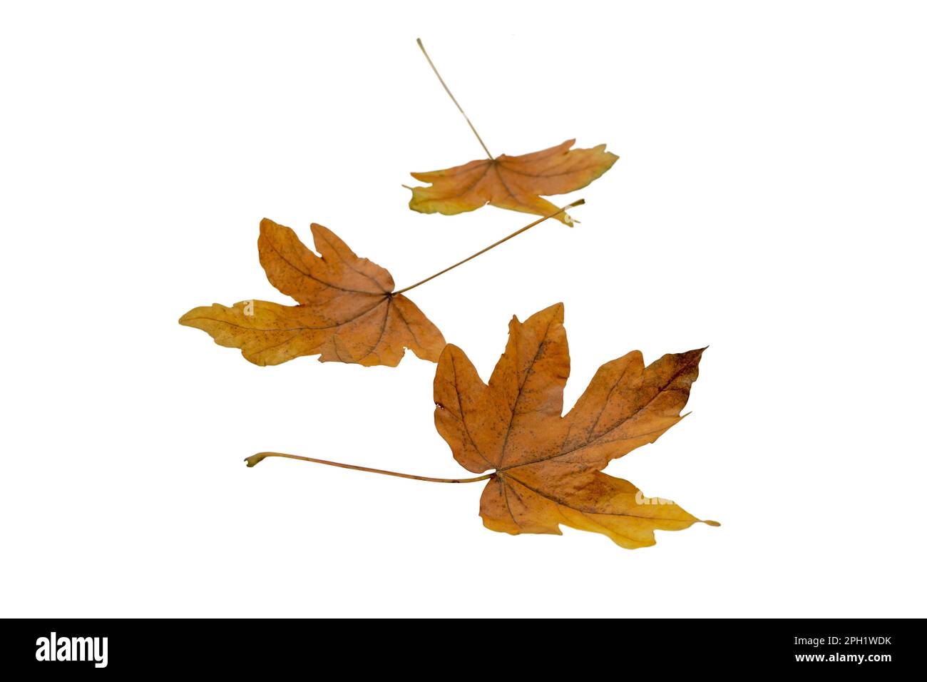 Three brown maple fallen leaves isolated on white. Autumn season. Stock Photo