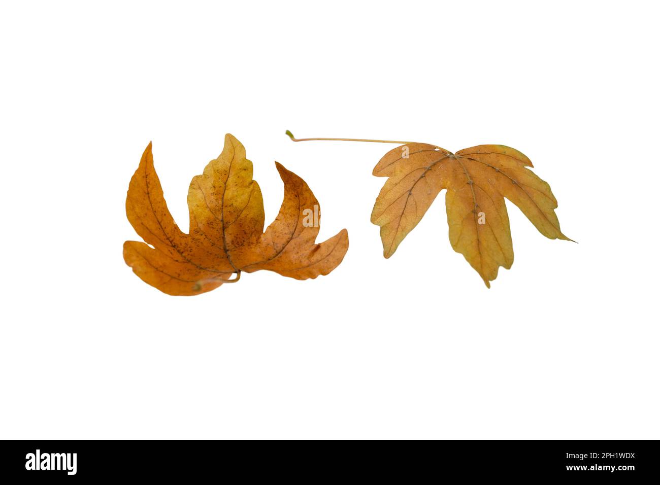 Pair of brown maple fallen leaves isolated on white. Autumn season. Stock Photo