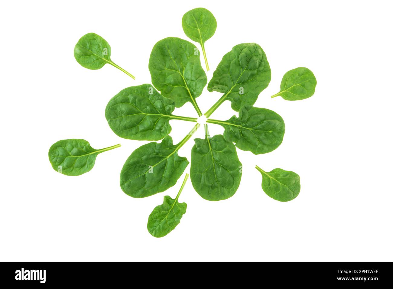 Spinach leaves forming flower isolated on white. Healthy eating concept