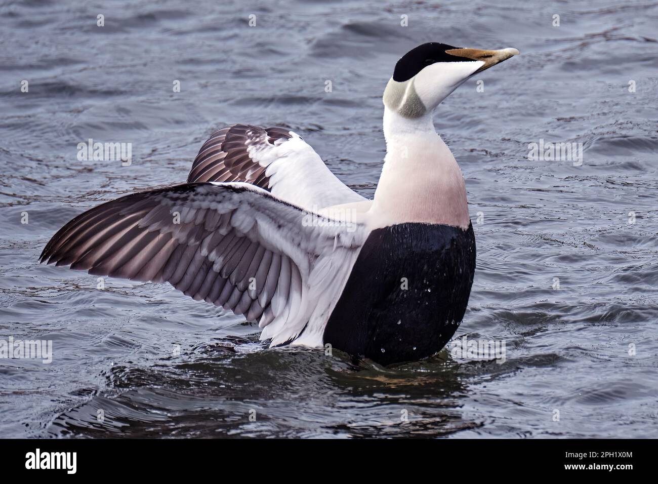 Common Eider Duck Stock Photo Alamy