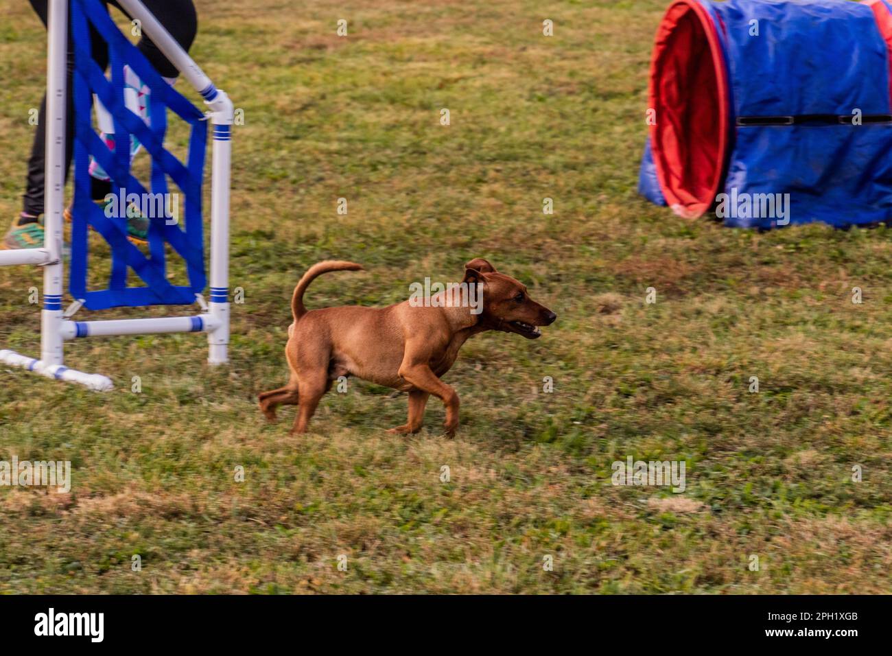 Dog running during agility competition Stock Photo - Alamy